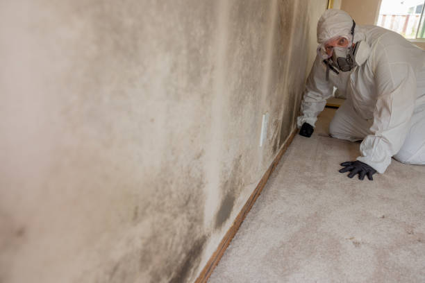 Trusted Miami Shores, FL Mold Removal Experts